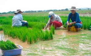 Arroceros piden control al contrabando y a exceso de &aacute;reas sembradas