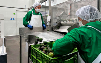 Avocados del Quind&iacute;o: transforma al departamento en referente agroexportador
