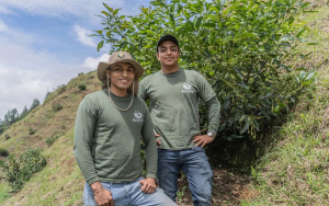 Lanzan app para emprender en siembras futuras de aguacate Hass