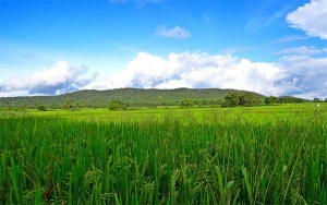 Por dificultades, arroceros piden claridad a Mincomercio