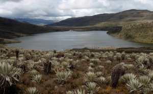 Campesinos del Sumapaz piden revisi&oacute;n urgente del TLC