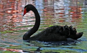 Aviario Nacional de Colombia y su turismo a vuelo de p&aacute;jaro