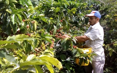 Andariegos: Seres humanos que cambian vida por caf&eacute;