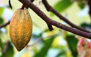 Cacao del Huila, el mejor ejemplo productivo con sello de exportaci&oacute;n