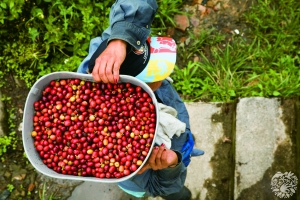 Caficultura: A ponerle el pecho a la brisa
