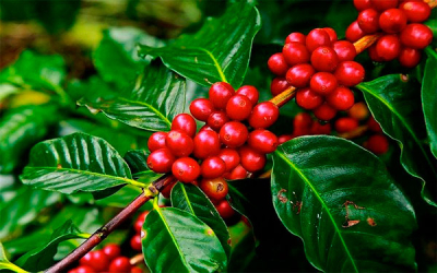 Producci&oacute;n de caf&eacute; de Colombia creci&oacute; 30% en octubre
