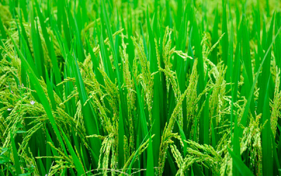 Con semillas mejoradas productores apuestan por semestre r&eacute;cord en productividad