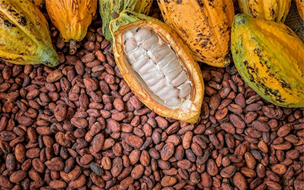 En veinte a&ntilde;os el cacao podr&iacute;a estar a la altura de la caficultura: Fedecacao