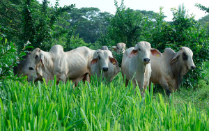 En agricultura y ganader&iacute;a, la s&iacute;ntesis qu&iacute;mica est&aacute; mandada a recoger