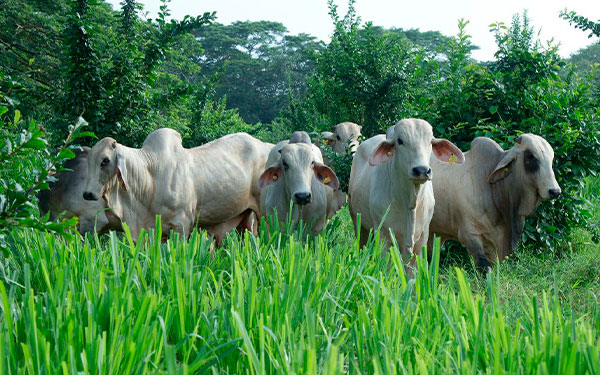 En agricultura y ganader&iacute;a, la s&iacute;ntesis qu&iacute;mica est&aacute; mandada a recoger