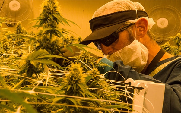 Cannabis medicinal, prospectivo en neurolog&iacute;a y tratamientos de c&aacute;ncer