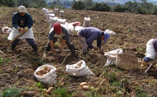 Importaciones de papa deben ser investigadas por las autoridades