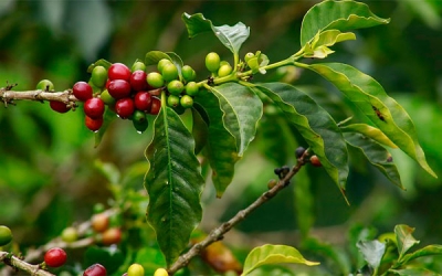 Renovaci&oacute;n y Conpes, estabilizaci&oacute;n de precios y fortalecimiento del caf&eacute;