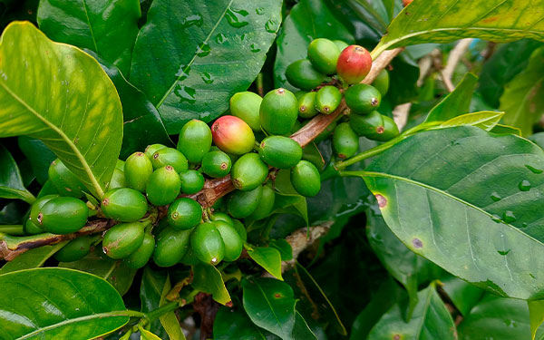 Exportaciones de caf&eacute; de Colombia aumentaron 36% en junio