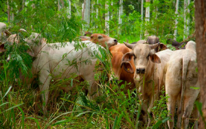 Sello Ambiental Ganadero abrir&aacute; nuevos mercados para Colombia