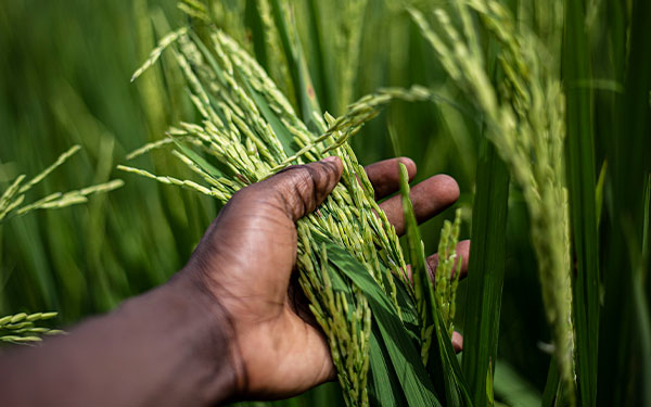 Se extienden a Tolima solicitudes fraudulentas para falsos proyectos: Fedearroz