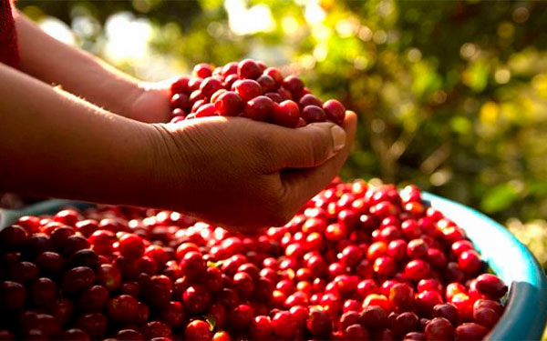 Cosecha cafetera de 2022 ser&iacute;a de 13 o 13.5 millones de sacos: V&eacute;lez Vallejo