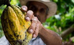 Cient&iacute;ficos descubren 14 genomas de cacao en cultivos de Colombia