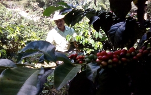 Santa Mar&iacute;a, un compendio de caficultura, trabajo y valent&iacute;a