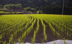 Arroceros dicen que no hay margen de error en la reforma tributaria