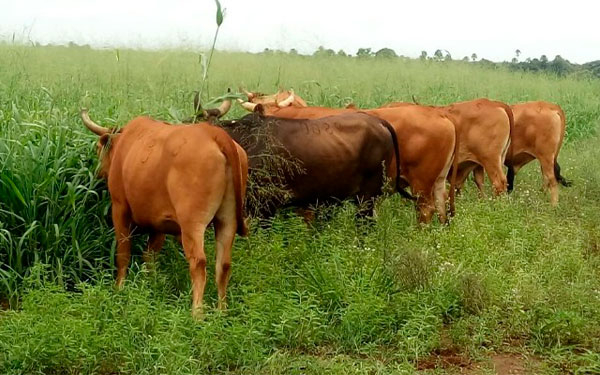 ICA, qu&eacute; gran ayer, pero &iquest;qu&eacute; pas&oacute; con los bancos de germoplasma?