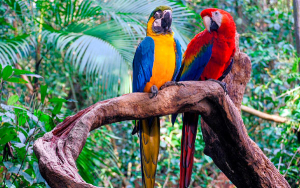 Ley anti-deforestaci&oacute;n y otras medidas atentan contra el libre comercio