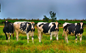 Asoportugal: Lecheros siguen en apuros y con precios a la baja