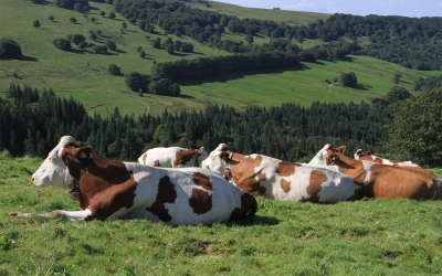 En econom&iacute;a agropecuaria, Colombia puede ser muy optimista