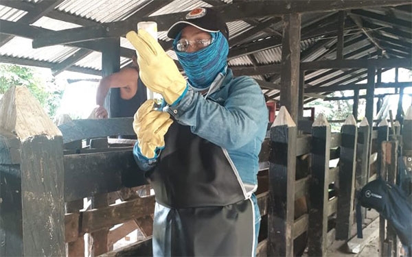 Ciclo II contra aftosa ha vacunado el 65,6 % del hato bovino y bufalino