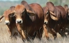 Gremios afiliados a Fedeg&aacute;n demandan seguridad