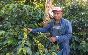 Cosecha cafetera de Santa Mar&iacute;a, Huila, al filo del abismo