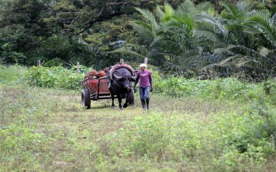 Sin competitividad, sectores agr&iacute;colas desaparecer&iacute;an: SAC