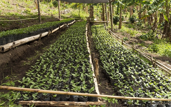 En caf&eacute;s especiales, el aroma, el sabor  y la marca, son Cundinamarca