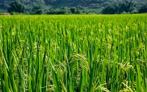 Consejo Nacional del Arroz reitera llamado para sembrar con total prudencia