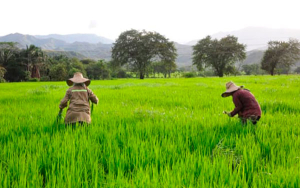 Fedearroz reitera su llamado a la concertaci&oacute;n