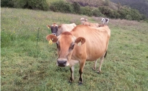 Ganaderos sugieren al gobierno ayudas por el verano