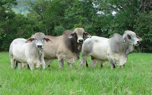Brote de fiebre aftosa ser&aacute; superado para retomar estatus sanitario