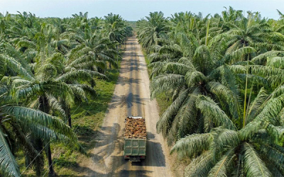 Palma de aceite colombiana, un ejemplo a seguir en las am&eacute;ricas: Cenipalma