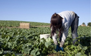 Gobierno le dice no al trabajo infantil