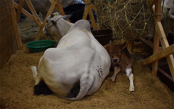 Segundo ciclo de vacunaci&oacute;n contra aftosa de 2019 tuvo cobertura de 97,2%