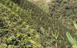 Huila, el departamento que mejor sabe alrededor de una taza de caf&eacute;