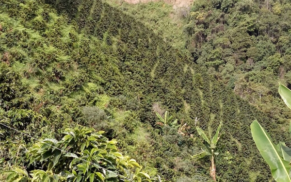 Huila, el departamento que mejor sabe alrededor de una taza de caf&eacute;