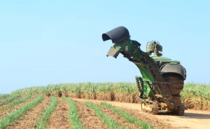 Bioenergy sembrar&aacute; 3.000 hect&aacute;reas de ca&ntilde;a en 2015