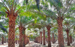 Enormes historias de vida y &eacute;xito evocadas bajo el palmar