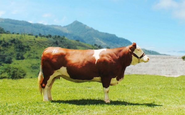 Asosimmental tendr&aacute; un plan completo para la familia en Agroexpo