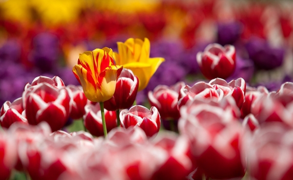 La automatizaci&oacute;n le quitar&aacute; mano de obra al sector de las flores