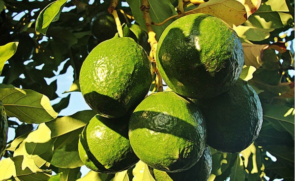 Llega al mercado chino el primer cargamento de aguacates peruanos