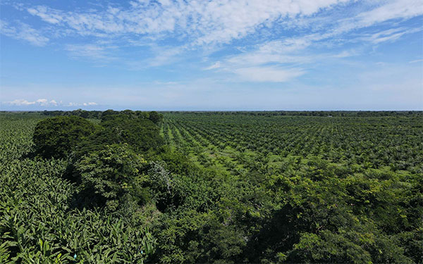 Sector bananero: 52.000 Hect&aacute;reas cultivadas y 300.000 Empleos
