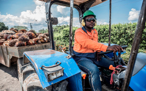 Producci&oacute;n de aceite de palma alcanz&oacute; cifra hist&oacute;rica en 2022