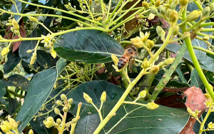 D&iacute;a mundial de las abejas: polinizaci&oacute;n reporta aumento en favor del agro